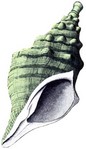 Filename=g-conch-horn.jpg
Filesize=20KB
Dimensions=250x432
Date added=Feb 25, 2006 g-conch-horn.jpg