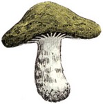 Filename=g-mushroom.jpg
Filesize=11KB
Dimensions=200x201
Date added=Feb 25, 2006 g-mushroom.jpg